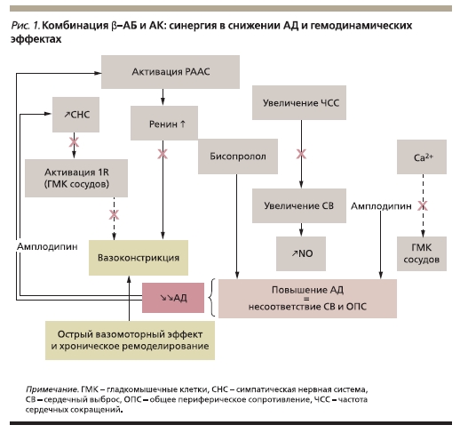 Комбинация в-АБ и АК: синергия в снижении АД и гемодинамических эффектах
