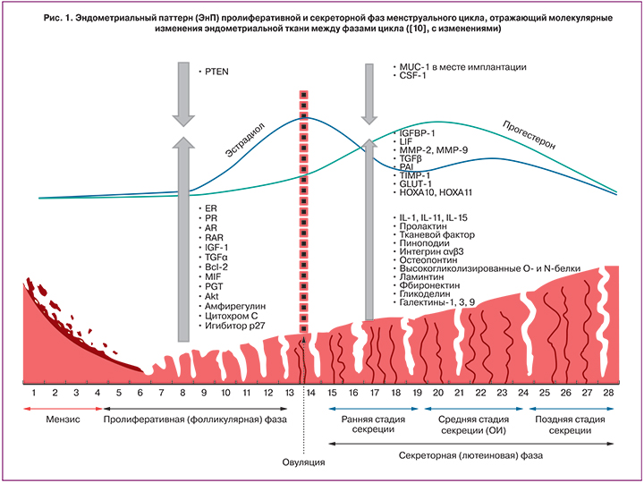 Размер эндометрия по дням. Толщина эндометрия по фазам цикла. Эндометрий фазы цикла эндометрия менструационного. Эндометрий матки стадии цикла. Толщина эндометрия в норме в фазе цикла.