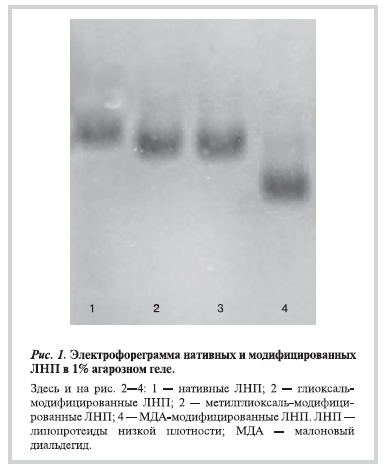 Электрофореграмма нативных и модифицированных ЛНП в 1% агарозном геле