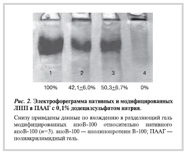 Электрофореграмма нативных и модифицированных ЛНП в ПААГ с 0,1% додецилсульфатом натрия