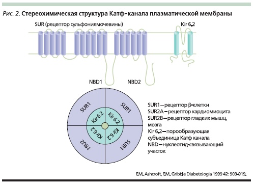Стеоерхимическая структура КАТФ-канал плазматической мембраны