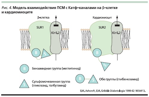 Модель взаимодействия ПСМ с Катф-каналами на в-клетке и кардиомиоците