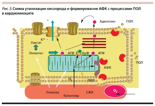 Схема утилизации кислорода и формирования АФК с процессами ПОЛ в кардиомиоците