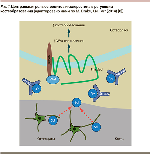 Регуляция костной ткани. WNT сигнальный путь. Остеобластогенез. Склеростин. 39. Какова роль молекулы RANKL В регуляции остеокластогенеза?.