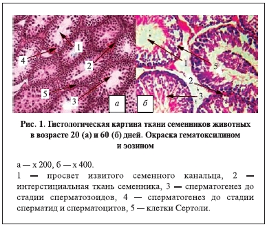 Гистологическая картина ткани семенников животных в возрасте 20 9а) и 60 (б) дней. Окраска гематоксилином и эозином