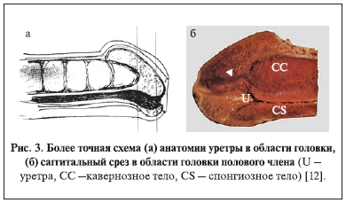 Более точная схема (а) анатомии уретры в области головки, (б) саггитальный срез в области головки полового члена